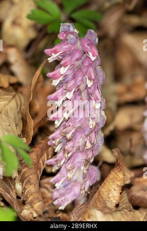 Pianta parassita Lathraea squamaria, il toothwort comune, sul pavimento della foresta Foto Stock