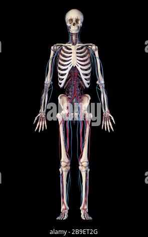 Anatomia dello scheletro umano con vene e arterie. Vista frontale su sfondo nero. Foto Stock