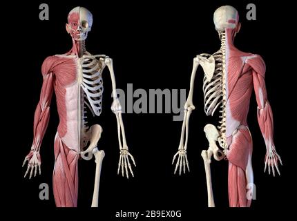 Anatomia maschile del corpo superiore dei sistemi muscolari e scheletrici, sfondo nero. Foto Stock