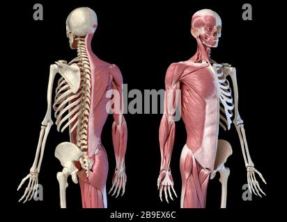 Anatomia maschile del corpo superiore dei sistemi muscolari e scheletrici, sfondo nero. Foto Stock