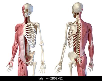 Anatomia umana del corpo superiore dei sistemi muscolari e scheletrici, sfondo bianco. Foto Stock