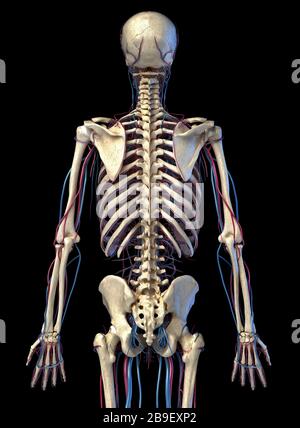 Scheletro umano del corpo superiore con vene e arterie. Vista posteriore su sfondo nero. Foto Stock