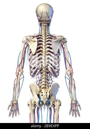 Scheletro umano del corpo superiore con vene e arterie. Vista posteriore su sfondo bianco. Foto Stock