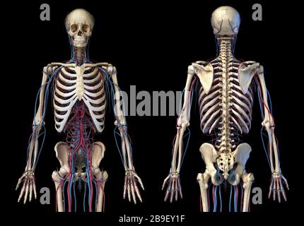Vista frontale e posteriore dello scheletro umano con vene e arterie, sfondo nero. Foto Stock