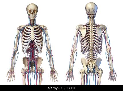 Vista frontale e posteriore dello scheletro umano con vene e arterie, sfondo bianco. Foto Stock