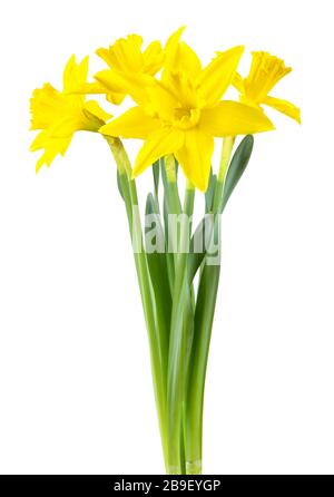Belle narciso (Narzissen, Narcissus, Amaryllidaceae) isolato su sfondo bianco, incluso il percorso di ritaglio. Germania Foto Stock