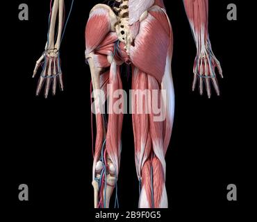 Vista posteriore in sezione bassa degli arti umani, dell'anca e del sistema muscolare con arterie e vene. Foto Stock