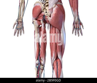 Vista posteriore in sezione bassa degli arti umani, dell'anca e del sistema muscolare con arterie e vene. Foto Stock