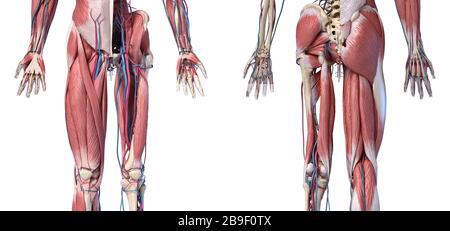 Viste a sezione bassa degli arti umani, dell'anca e del sistema muscolare con vene e arterie. Foto Stock