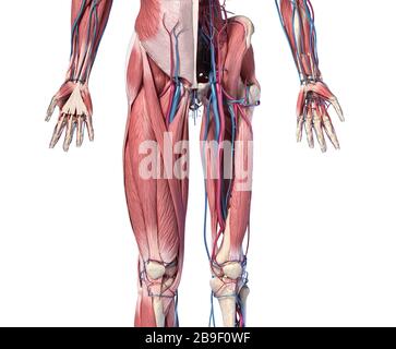 Vista frontale in sezione bassa degli arti umani, dell'anca e del sistema muscolare con arterie e vene. Foto Stock