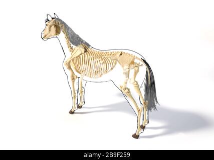 Sistema scheletrico di un cavallo con contorno nero, prospettiva laterale su sfondo bianco. Foto Stock