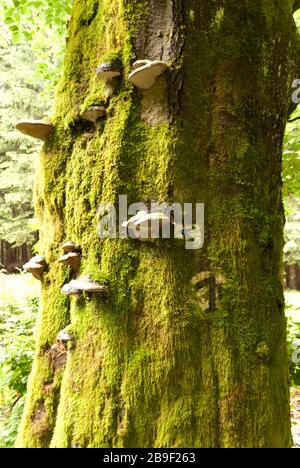 Dettaglio in una foresta tedesca Foto Stock