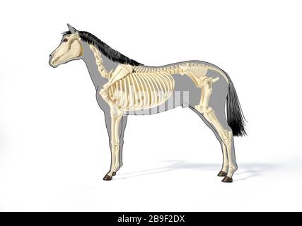 Sistema scheletrico di un cavallo su una silhouette grigia con contorno nero, vista laterale. Foto Stock