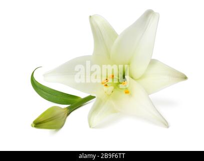 Bellissimo giglio bianco (Lilium, Liliaceae) con germoglio isolato su sfondo bianco, compreso il sentiero di ritaglio. Germania Foto Stock