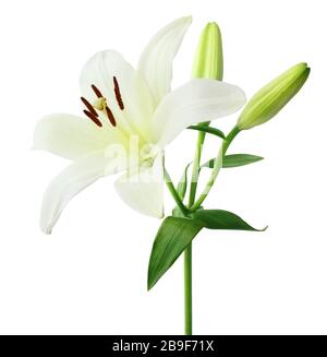 Bella giglio bianco (Lilium, Liliaceae) con gemme isolate su sfondo bianco, compreso il sentiero di ritaglio. Germania Foto Stock