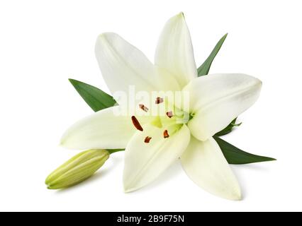 Bella giglio bianco (Lilium, Liliaceae) con germoglio isolato su sfondo bianco, compreso il tracciato di ritaglio tracciato senza ombra. Germania Foto Stock