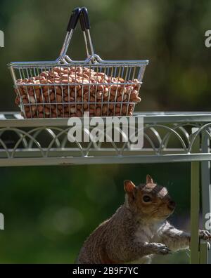 Londra, Regno Unito. 24 marzo 2020. Lo scoiattolo grigio esamina un cesto pieno di arachidi in un giardino suburbano. Credit: Malcolm Park/Alamy Live News. Foto Stock