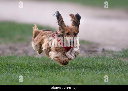 Dachshund in esecuzione Foto Stock