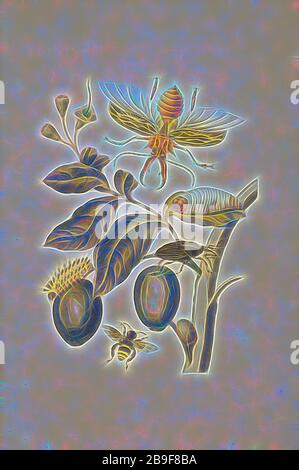 Ramo di un albero di genip (Genipa americana) con l'ameto di palma sudamericano (Rhynchophorus palmarum), la larva pelosa ignota (specie di Megalopygidae), e l'ape (Eulema cingulata), Maria Sybilla Meriaen over de voortteeling en Wonderbaerlyke veranderingen der Surinaemsche ten, Minerian, Maria Mulder, 1747, 17b 1659 o 60, Transfer incisione, colorata a mano, 1719, da Metamorphosis insetttorum Surinamensium (insetti del Suriname), edizione olandese, reimmaginata da Gibon, disegno di calda luce allegra di luminosità e raggi di luce radianza. Arte classica reinventata con un tocco moderno. Foto Stock