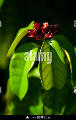 Strophanthus gratus bianco, da rosa a viola fiori Foto Stock