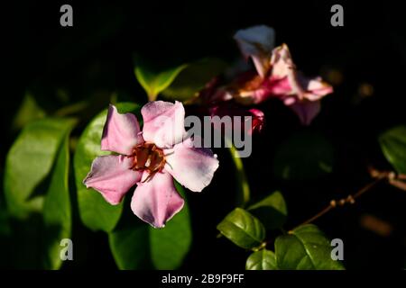 Strophanthus gratus bianco, da rosa a viola fiori Foto Stock