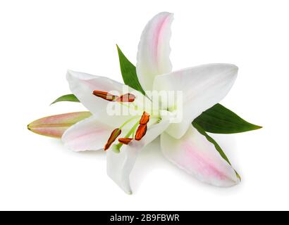 Bellissimo giglio bianco (Lilium, Liliaceae) con germoglio isolato su sfondo bianco, compreso il tracciato di ritaglio senza ombra. Germania Foto Stock