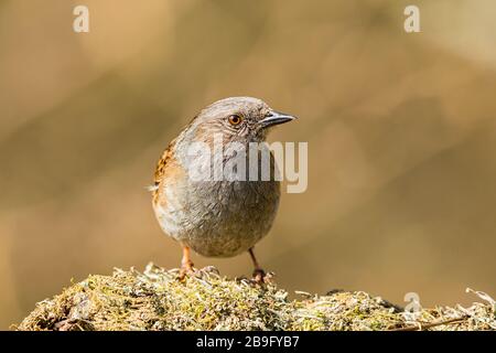 Dunnock foraging al sole di primavera nel Galles centrale Foto Stock