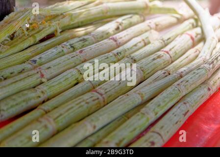 Canna da zucchero cruda tagliata pronta per essere pressata per ottenere il succo freh Foto Stock