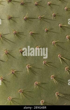 Da un primo piano estremo su una foglia di cactus verde spiky Foto Stock