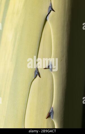 Da un primo piano estremo su una foglia di cactus verde spiky Foto Stock