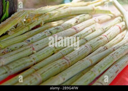 Canna da zucchero cruda tagliata pronta per essere pressata per ottenere il succo freh Foto Stock