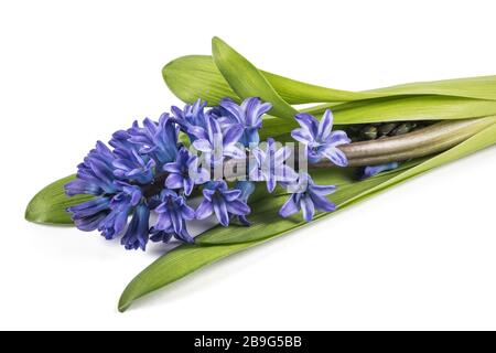 Fiori di giacinto blu isolati su sfondo bianco Foto Stock