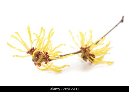 Fiori di nocciola della strega americana isolati su sfondo bianco Foto Stock