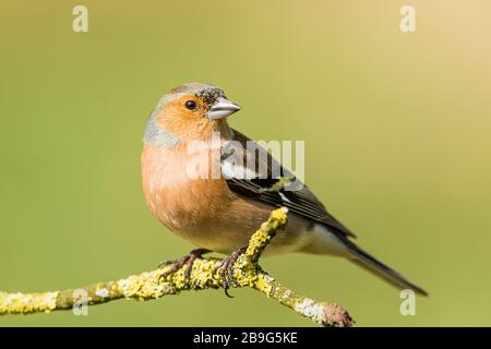 Maschio Chaffinch foraging in primavera sole nel Galles centrale Foto Stock
