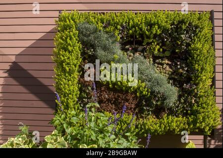 Parete verticale della pianta Tower Hill Botanical Garden a Boylston, ma. Foto Stock