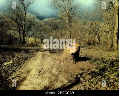 Paesaggio gestito Woodland con tronchi di alberi di segato in primo piano, surrey, Inghilterra, Regno Unito, Europa Foto Stock