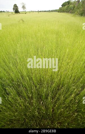 Campo con Braquiária-humidícula, Bracharia humidicola, pascolo, Poacea, Miranda, Mato Grosso do sul, Brasile Foto Stock