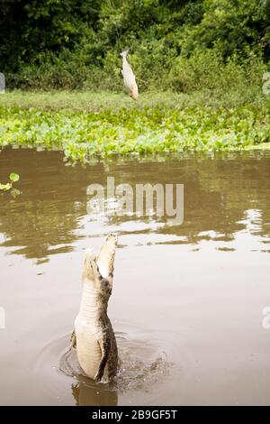 Alligatore-pietà-palude, Caimam coccodrillo yacare, Miranda, Mato Grosso do sul, Brasile Foto Stock