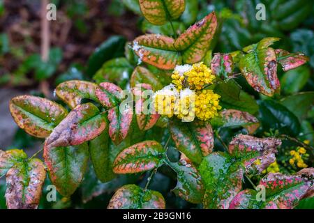 Fioritura gialla in primavera nevicata di arbusti mahonia - Mahonia aquifolium Foto Stock