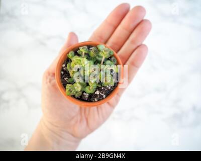 Mano caucasica che tiene una piccola pentola di terracotta con una crassula marnieriana, comunemente nota come collana di giada, su sfondo bianco Foto Stock