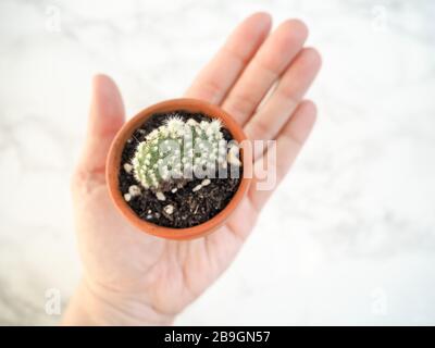 Mano caucasica che tiene una piccola pentola di terracotta con un microdasys di opuntia, comunemente conosciuto come cactus delle orecchie conigliate, su uno sfondo bianco Foto Stock