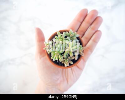 Mano caucasica che tiene una piccola pentola di terracotta con un'aurora di rubrotintcum del sedum, comunemente conosciuta come pianta del fagiolo della gelatina, su uno sfondo bianco Foto Stock