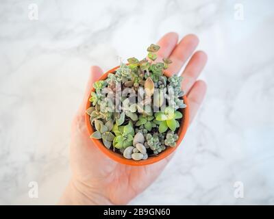 Mano caucasica che tiene una piccola pentola di terracotta con una disposizione colorata di diversi succulenti sempreverdi su uno sfondo bianco Foto Stock