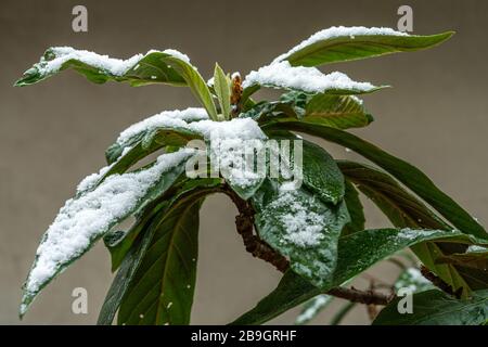 Nespola foglie sotto una nevicata primavera Foto Stock