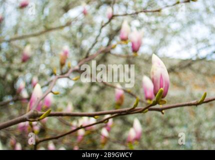 Bella sfondo floreale sfocato. Gemme dell'albero di Magnolia su un albero. Foto Stock