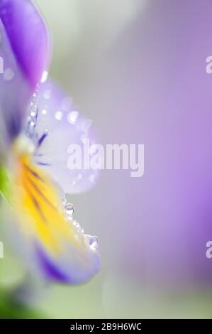 Gocce di pioggia sui petali di fiori Violet. Messa a fuoco selettiva e profondità di campo bassa. Foto Stock