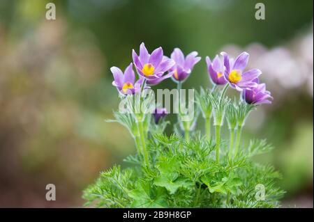 Fiore Pasque (Pulsatilla vulgaris) in primavera Foto Stock