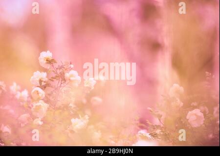 Rose bianche nel giardino. Immagine con messa a fuoco morbida. Profondità di campo bassa. Foto Stock