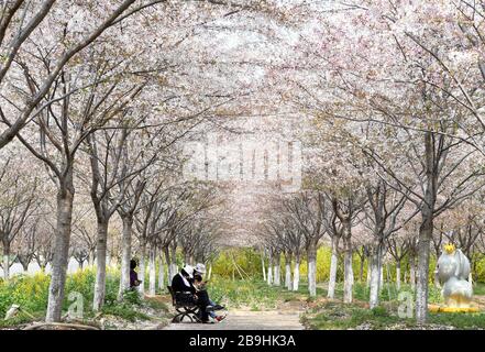 Zhengzhou, provincia cinese di Henan. 24 Marzo 2020. I turisti si godono in un giardino di ciliegio a Xingyang, provincia di Henan della Cina centrale, 24 marzo 2020. Credit: Hao Yuan/Xinhua/Alamy Live News Foto Stock