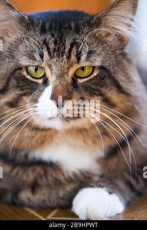 Ritratto di un gatto maturo. Profondità di campo bassa Foto Stock